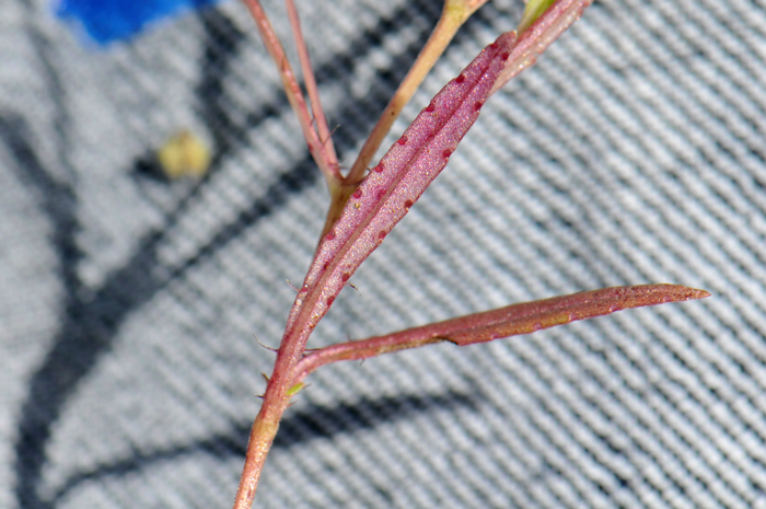 bract Cinchweed leaves are narrow and are dotted with glands along the margins as shown here. Pectis filipes